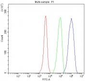 IHC testing of FFPE rat small intestine with p65 antibody at 2ug/ml. HIER: boil tissue sections in pH6, 10mM citrate buffer, for 10-20 min followed by cooling at RT for 20 min.