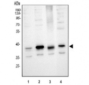 Western blot testing of 1) human HeLa, 2) human Jurkat, 3) human K562 and 4) mouse RAW264.7 cell lysate with Cdk6 antibody at 0.5ug/ml. Expected molecular weight: 36-40 kDa.