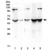 Western blot testing of human 1) HeLa, 2) placenta, 3) HepG2, 4) MDA-MB-231 and 5) SW620 lysate with ATF4 antibody at 0.5ug/ml. Predicted molecular weight ~39 kDa, observed here at ~49 kDa.