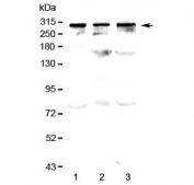 Western blot testing of human 1) HeLa, 2) SW620 and 3) MDA-MB-231 lysate with TPR antibody at 0.5ug/ml. Predicted molecular weight ~267 kDa.