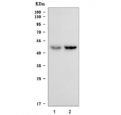 Western blot testing of human 1) HCCT and 2) HCCP cell lysate with TGFB2 antibody at 0.5ug/ml. Predicted molecular weight ~50 kDa.