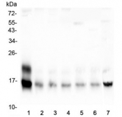 Western blot testing of mouse 1) brain, 2) spleen, 3) heart, 4) lung, 5) kidney, 6) testis and 7) HEPA1-6 lysate with Cystatin C antibody. Predicted molecular weight ~16 kDa.