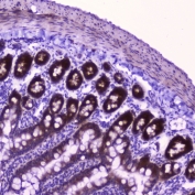 IHC testing of FFPE rat small intestine tissue with FLIP antibody at 2ug/ml. HIER: boil tissue sections in pH6, 10mM citrate buffer, for 10-20 min followed by cooling at RT for 20 min.