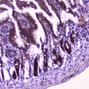 IHC testing of FFPE mouse small intestine tissue with FLIP antibody at 2ug/ml. HIER: boil tissue sections in pH6, 10mM citrate buffer, for 10-20 min followed by cooling at RT for 20 min.