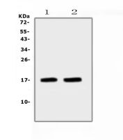 ANF Antibody Mouse Heart Tissue WB. Western blot analysis of mouse heart tissue lysates from two separate lots using ANF antibody demonstrates a strong immunoreactive band at approximately 17 kDa, consistent with the expected molecular weight of Atrial Natriuretic Factor (ANF/ANP). ANF is a cardiac hormone produced by cardiomyocytes that participates in natriuretic peptide signaling pathways regulating cardiovascular function, circulatory homeostasis, and fluid balance. The consistent detection of ANF in both heart lysate preparations supports the utility of this antibody for studies of cardiac endocrine signaling and cardiovascular biology. Western blot was performed using 0.5 ug/ml primary antibody. Predicted molecular weight: ~17 kDa.