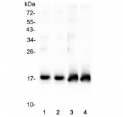 Western blot testing of two lots of rat heart lysate (lanes 1 & 2) and two lots of mouse heart lysate (lanes 3 & 4) with ANP antibody at 0.5ug/ml. Predicted molecular weight ~17 kDa.
