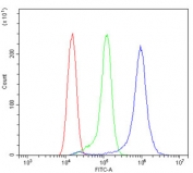 Flow cytometry testing of rat RH35 cells with IGFBP2 antibody at 1ug/million cells (blocked with goat sera); Red=cells alone, Green=isotype control, Blue= IGFBP2 antibody.