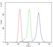 Flow cytometry testing of rat RH35 cells with IGFBP2 antibody at 1ug/million cells (blocked with goat sera); Red=cells alone, Green=isotype control, Blue= IGFBP2 antibody.