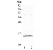Western blot testing of two lots of mouse heart lysate with FABP3 antibody at 0.5ug/ml. Predicted molecular weight ~15 kDa.