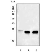 Western blot testing of 1) human Caco-2, 2) rat heart and 3) mouse heart tissue lysate with FABP3 antibody at 0.5ug/ml. Predicted molecular weight ~15 kDa.