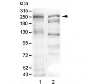 Western blot testing of 1) mouse stomach and 2) human SGC-7901 lysate with MUC6 antibody at 0.5ug/ml. Predicted molecular weight ~257 kDa.