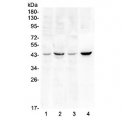 Western blot testing of 1) rat brain, 2) rat heart, 3) mouse brain and 4) mouse heart lysate with SOX3 antibody at 0.5ug/ml. Predicted molecular weight ~45 kDa.