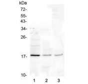 Western blot testing of 1) human Jurkat, 2) rat liver and 3) mouse liver lysate with Ribonuclease 3 antibody at 0.5ug/ml. Predicted molecular weight ~18 kDa.