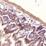 IHC testing of FFPE mouse small intestine with Ribonuclease 3 antibody at 2ug/ml. HIER: boil tissue sections in pH6, 10mM citrate buffer, for 10-20 min followed by cooling at RT for 20 min.