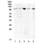 Western blot testing of 1) rat brain, 2) rat lung, 3) mouse brain, 4) mouse lung and 5) mouse NIH3T3 lysate with HSP105 antibody at 0.5ug/ml. Expected molecular weight: 105-110 kDa.
