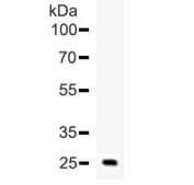 Western blot testing of human ESM1 recombinant protein (1ng/lane) with ESM1 antibody at 0.5ug/ml.