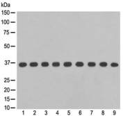 Western blot testing of 1) human Jurkat, 2) human A375, 3) human hippocampus, 4) human fetal liver, 5) monkey COS-1, 6) mouse RAW264.7, 7) mouse kidney, 8) rat PC-12 and 9) rat brain lysate with GAPDH antibody at 0.5ug/ml. Predicted molecular weight ~36 kDa.