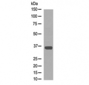 Western blot testing of human blood serum lysate with Apolipoprotein E antibody at 0.5ug/m. Predicted molecular weight: 34-37 kDa.