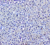 IHC testing of FFPE rat liver with GSTM1 antibody at 2ug/ml. HIER: boil tissue sections in pH6, 10mM citrate buffer, for 10-20 min followed by cooling at RT for 20 min.
