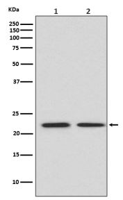 Western blot testing of 1) human HeLa and 2) mouse spleen lysate with FGF21 antibody at 0.5ug/ml. Predicted molecular weight ~21 kDa.