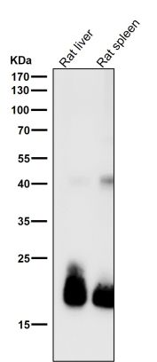 FGF21 Antibody Rat Liver and Spleen WB. Western blot analysis of rat liver and rat spleen tissue lysates using FGF21 Antibody clone AG-6 demonstrates prominent bands at approximately 19-21 kDa, consistent with the expected molecular weight range of Fibroblast growth factor 21 / FGF21, a secreted endocrine signaling protein involved in glucose metabolism, lipid utilization, and adaptive energy homeostasis. Additional weaker higher molecular weight bands are observed near approximately 40 kDa, potentially representing higher-order or post-translationally modified FGF21-associated species. All lanes were tested using FGF21 Antibody clone AG-6 at 1:1000 dilution for 1 hour at room temperature.