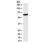 Western blot testing of human HEK293 lysate with CDT1 antibody at 0.5ug/ml. Predicted molecular weight ~60 kDa, commonly observed at 60-70 kDa.