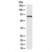 Western blot testing of human HEK293 lyaste with RPA70 antibody at 0.5ug/ml. Expected molecular weight ~70 kDa.