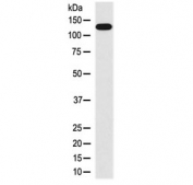 IHC testing of FFPE human colon with MLCK antibody at 2ug/ml. HIER: boil tissue sections in pH6, 10mM citrate buffer, for 10-20 min followed by cooling at RT for 20 min.