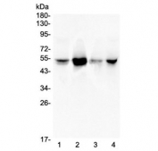 Western blot testing of human 1) A549, 2) Jurkat, 3) HeLa and 4) PANC-1 lysate with RbAp48 antibody at 0.5ug/ml. Expected molecular weight: 48~55 kDa.