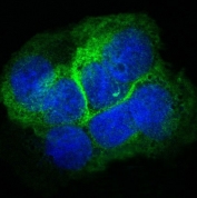 Immunofluorescent staining of human A431 cells with Collagen XVII antibody (green) and DAPI nuclear stain (blue).