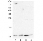 Western blot testing of human 1) HeLa, 2) HepG2, 3) K562 and 4) Caco-2 lysate with Cytochrome C antibody at 0.5ug/ml. Expected molecular weight: 12-14 kDa.