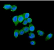 Immunofluorescent staining of FFPE human MCF7 cells with Cytochrome C antibody (green) and DAPI nuclear stain (blue). HIER: steam section in pH6 citrate buffer for 20 min.