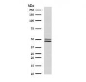 Western blot testing of human fetal brain lysate with NeuN antibody at 0.5ug/ml. Expected molecular weight: 46-48 kDa (two isoforms may be visualized).