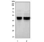 Western blot testing of 1) rat brain and 2) mouse brain tissue lysate with NeuN antibody. Expected molecular weight: 46-48 kDa (two isoforms may be visualized).