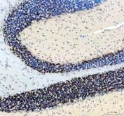 IHC staining of FFPE mouse cerebellum tissue with NeuN antibody, HRP-secondary and DAB substrate. HIER: boil tissue sections in pH8 EDTA for 20 min and allow to cool before testing.
