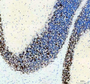 IHC staining of FFPE rat cerebellum tissue with NeuN antibody, HRP-secondary and DAB substrate. HIER: boil tissue sections in pH8 EDTA for 20 min and allow to cool before testing.