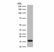 Western blot testing of etoposide-treated human Jurkat lysate with phospho-Histone H2AX antibody.
