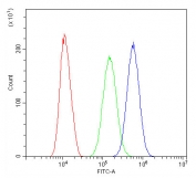 Flow cytometry testing of human SiHa cells with Beta Catenin antibody at 1ug/10^6 cells (blocked with goat sera); Red=cells alone, Green=isotype control, Blue= Beta Catenin antibody.
