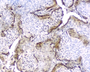 IHC testing of FFPE human tonsil tissue with Elafin antibody at 2ug/ml. HIER: boil tissue sections in pH6, 10mM citrate buffer, for 10-20 min followed by cooling at RT for 20 min.