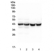 Western blot testing of different  lots of 1) mouse liver, 2) mouse liver, 3) rat liver and 4) rat liver lysate with PON1 antibody at 0.5ug/ml. Predicted molecular weight ~40 kDa.