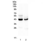 Western blot testing of 1) mouse liver and 2) mouse testis lysate with PON1 antibody at 0.5ug/ml. Predicted molecular weight ~40 kDa.