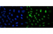 Immunofluorescent staining of FFPE human U-2 OS cells with XPO1 antibody (green) and DAPI nuclear stain (blue). HIER: steam section in pH6 citrate buffer for 20 min.