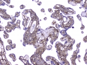 IHC testing of FFPE human placenta with Collagen IV antibody at 2ug/ml. HIER: boil tissue sections in pH6, 10mM citrate buffer, for 10-20 min followed by cooling at RT for 20 min.
