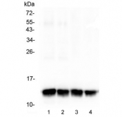 Western blot testing of different lots of 1) mouse heart, 2) mouse heart, 3) rat heart and 4) rat heart lysate with 0.5ug/ml of FABP3 antibody. Predicted molecular weight ~14 kDa.