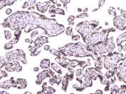 IHC testing of FFPE human placenta with TCP1 alpha antibody at 2ug/ml. HIER: boil tissue sections in pH6, 10mM citrate buffer, for 10-20 min followed by cooling at RT for 20 min.