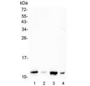 Western blot testing of human 1) U-87 MG, 2) SW620, 3) U-937 and 4) Caco-2 cell lysate with Stefin B antibody at 0.5ug/ml. Predicted molecular weight ~11 kDa.