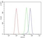 Flow cytometry testing of human U-2 OS cells with P Glycoprotein antibody at 1ug/million cells (blocked with goat sera); Red=cells alone, Green=isotype control, Blue= P Glycoprotein antibody.