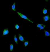 Immunofluorescent staining of FFPE human U-2 OS cells with P Glycoprotein antibody (green) and DAPI nuclear stain (blue). HIER: steam section in pH6 citrate buffer for 20 min.