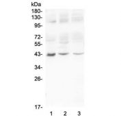 Western blot testing of MADCAM1 antibody in HeLa cell lysate. Predicted molecular weight ~40 kDa.