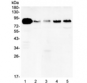 Western blot testing of human 1) A431, 2) U-87 MG, 3) A549, 4) PC-3 and 5) HeLa lysate with Cortactin antibody at 0.5ug/ml. Predicted molecular weight ~61 kDa but routinely observed at ~80 kDa.